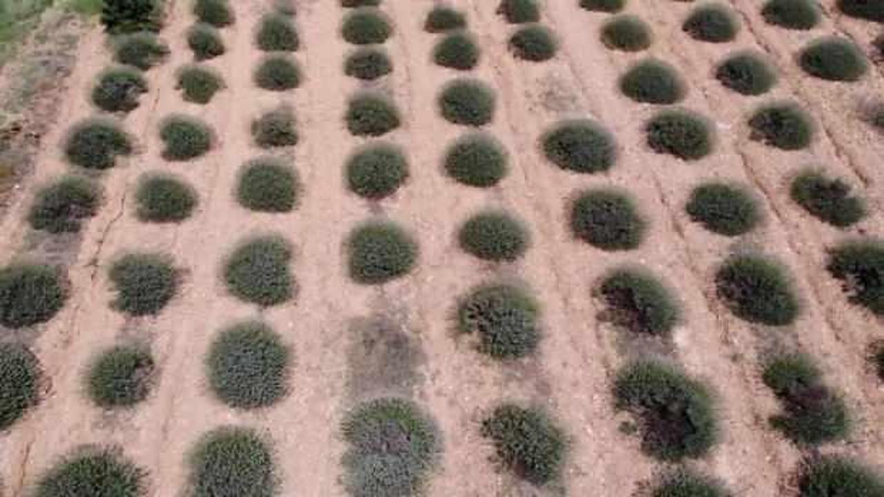 Türkiye'den dünya pazarına satılıyor! Köyde hasat başladı