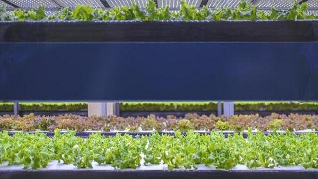 Türkiye'den tarımda yeni hazırlık!