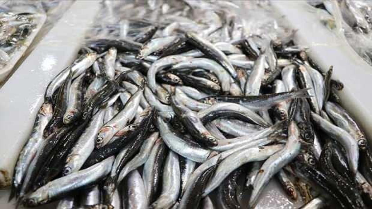 Türkiye'nin 11 aylık hamsi ihracatı 13,5 milyon doları aştı