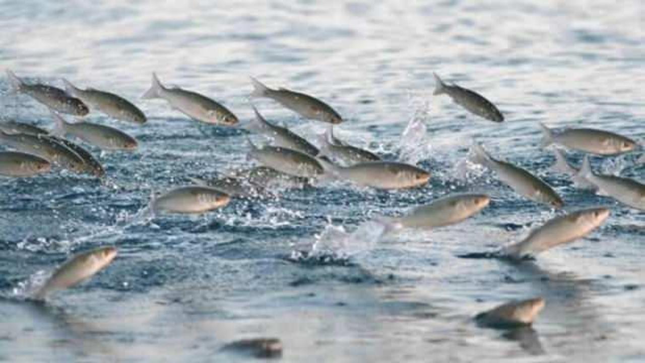 Türkiye'nin deniz ve tatlı su balıkları 