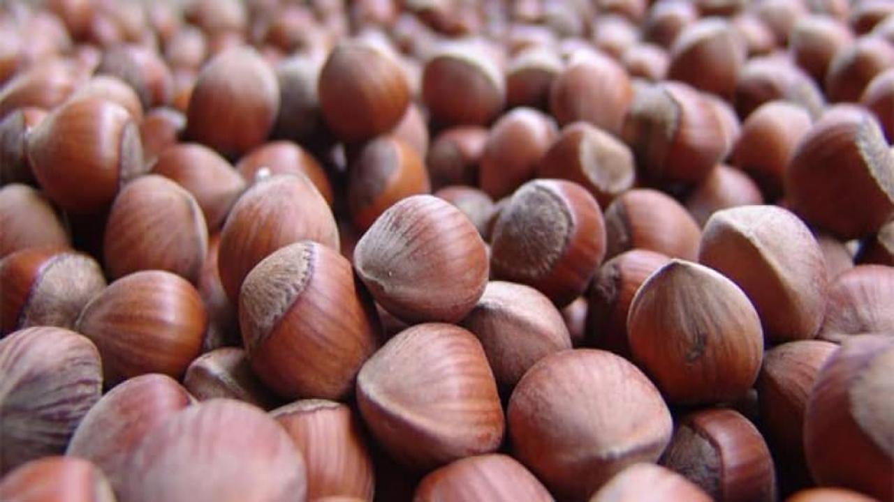 Türkiye’nin dünya fındık üretimindeki payı düşüyor