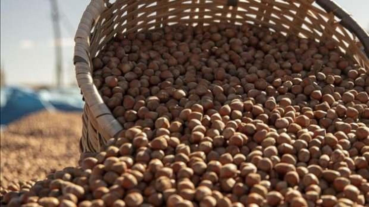 Türkiye'nin fındık ihracatının yüzde 36'sı Trabzon'dan yapıldı