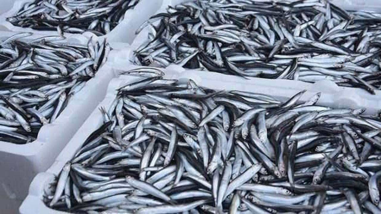 Türkiye'nin hamsi ihracatı yüzde 11 arttı