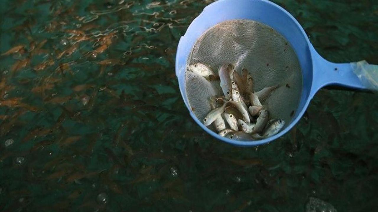 Türkiye'nin su ürünleri üretimi 2023'te yüzde 18,6 arttı