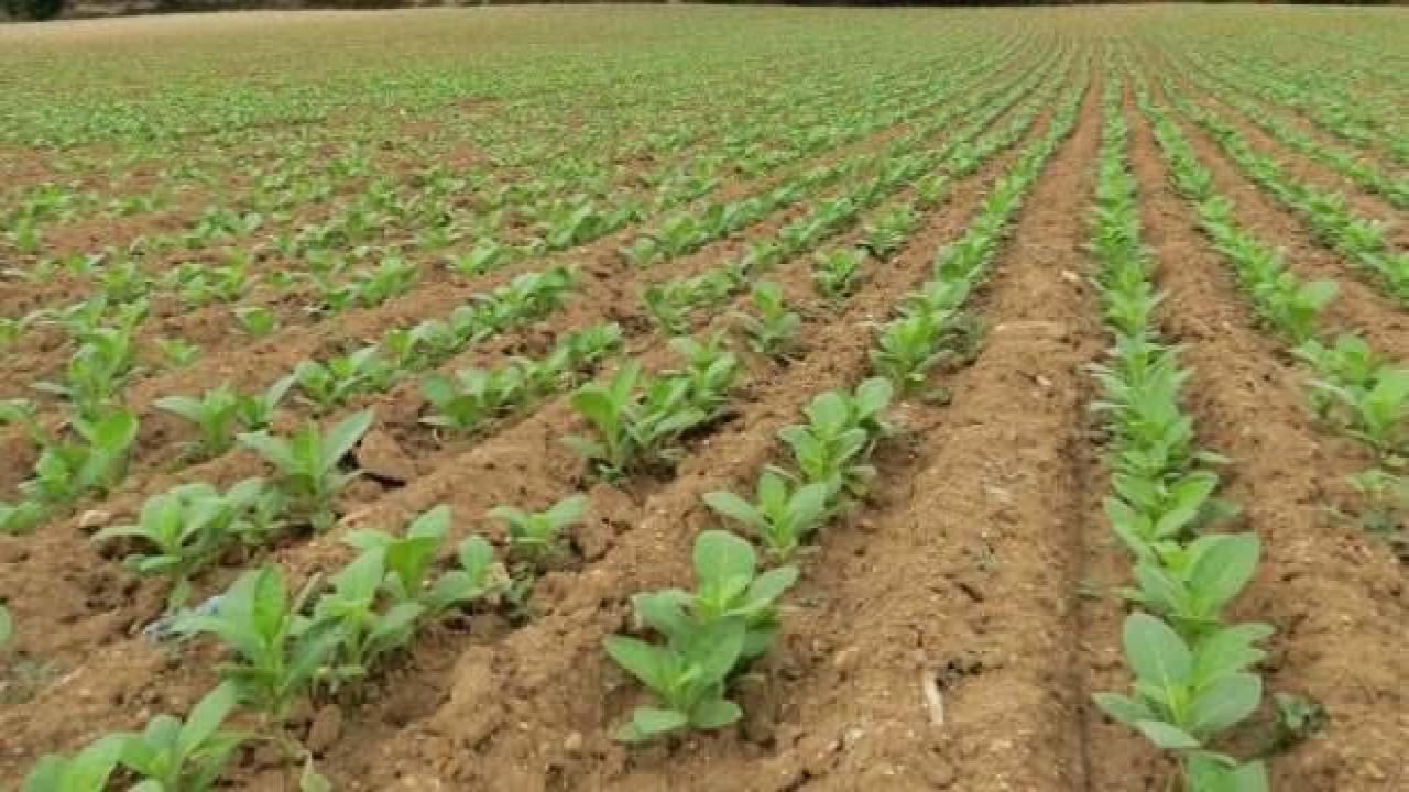 Tütünde 120 bin ton rekolte bekleniyor