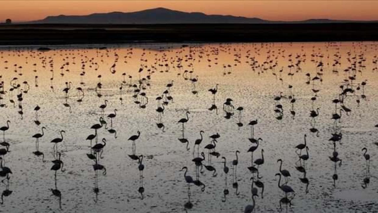 Tuz Gölü'nde bu yıl toplu flamingo ölümü olmadı, 4 bin 300 yavru tespit edildi