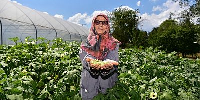 TUZLALI 65 YAŞ ÜSTÜ BÜYÜKLERİN ELLERİYLE EKTİĞİ MAHSULLER HASAT VERDİ