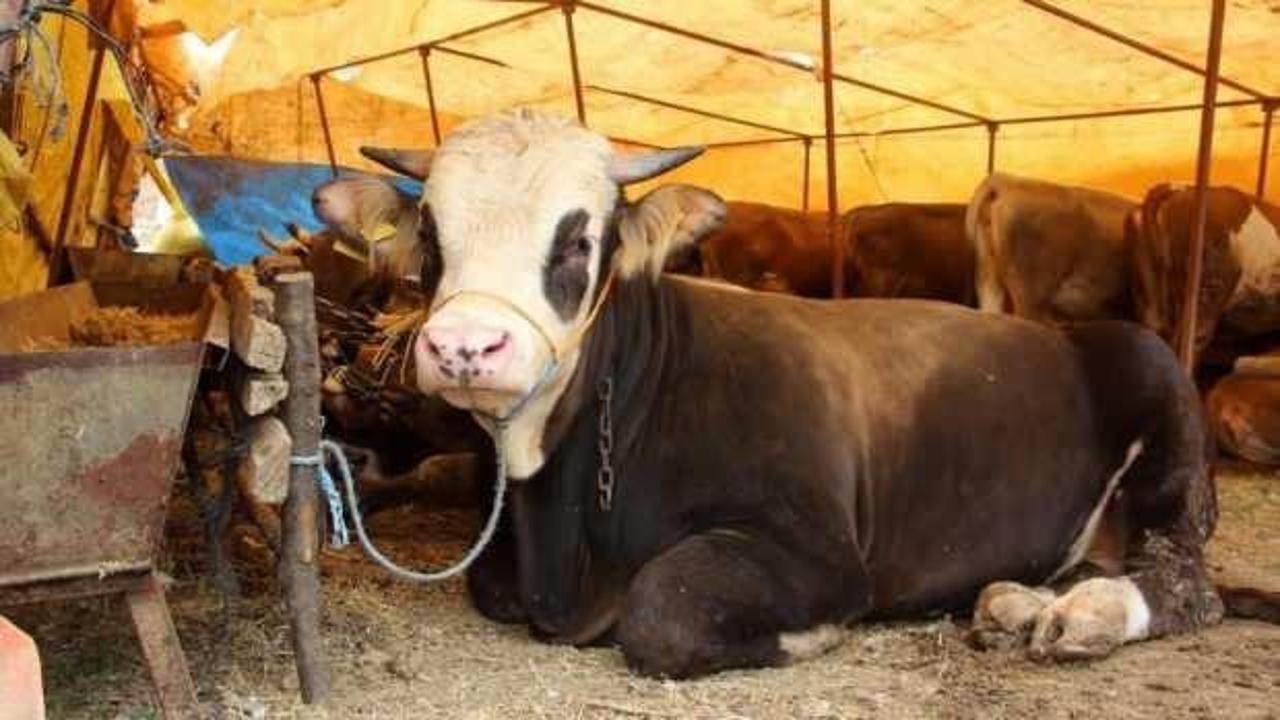 TZOB, kurbanlık fiyatları hakkında açıklama yaptı!