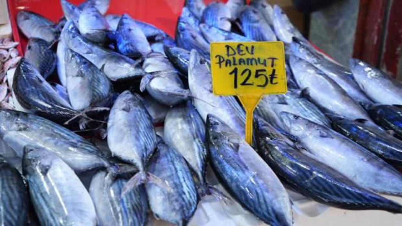 Ucuz palamut için son günler!