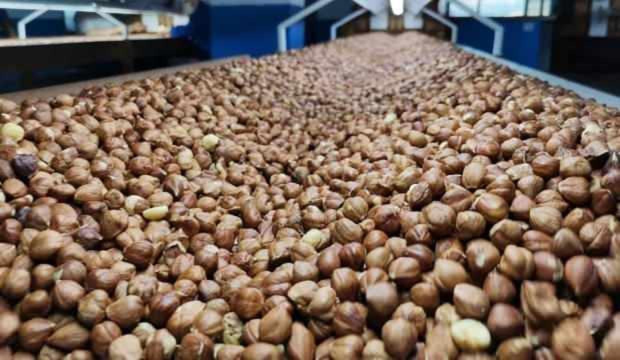 Ukrayna'ya yapılan fındık ihracatları askıya alındı
