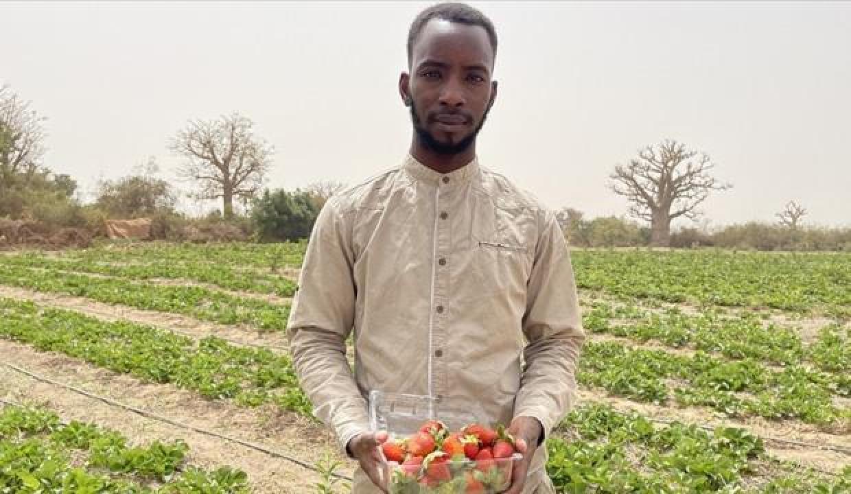 Üniversite mezunu Senegalli genç girişimci, tarladan halka aracısız çilek satıyor