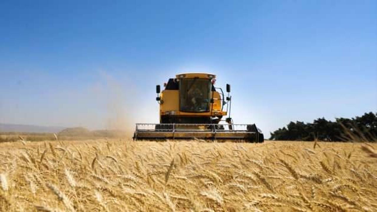 Üniversitenin buğday tarlasından hasat edilen ürün öğrencilere burs oluyor