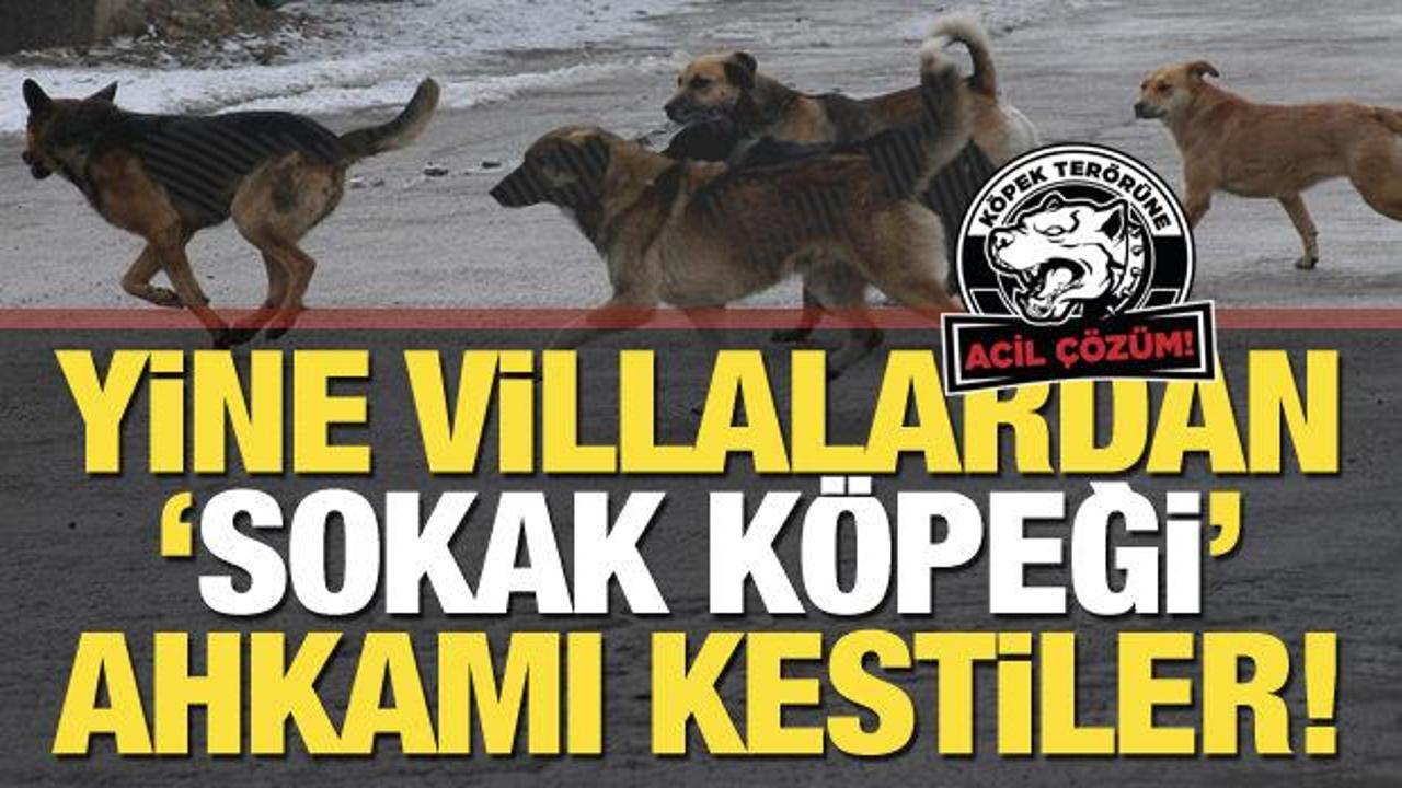 'Ünlüler' yine sokak köpeği ahkamı kesti... 158 yazar ve sanatçıdan imza kampanyası