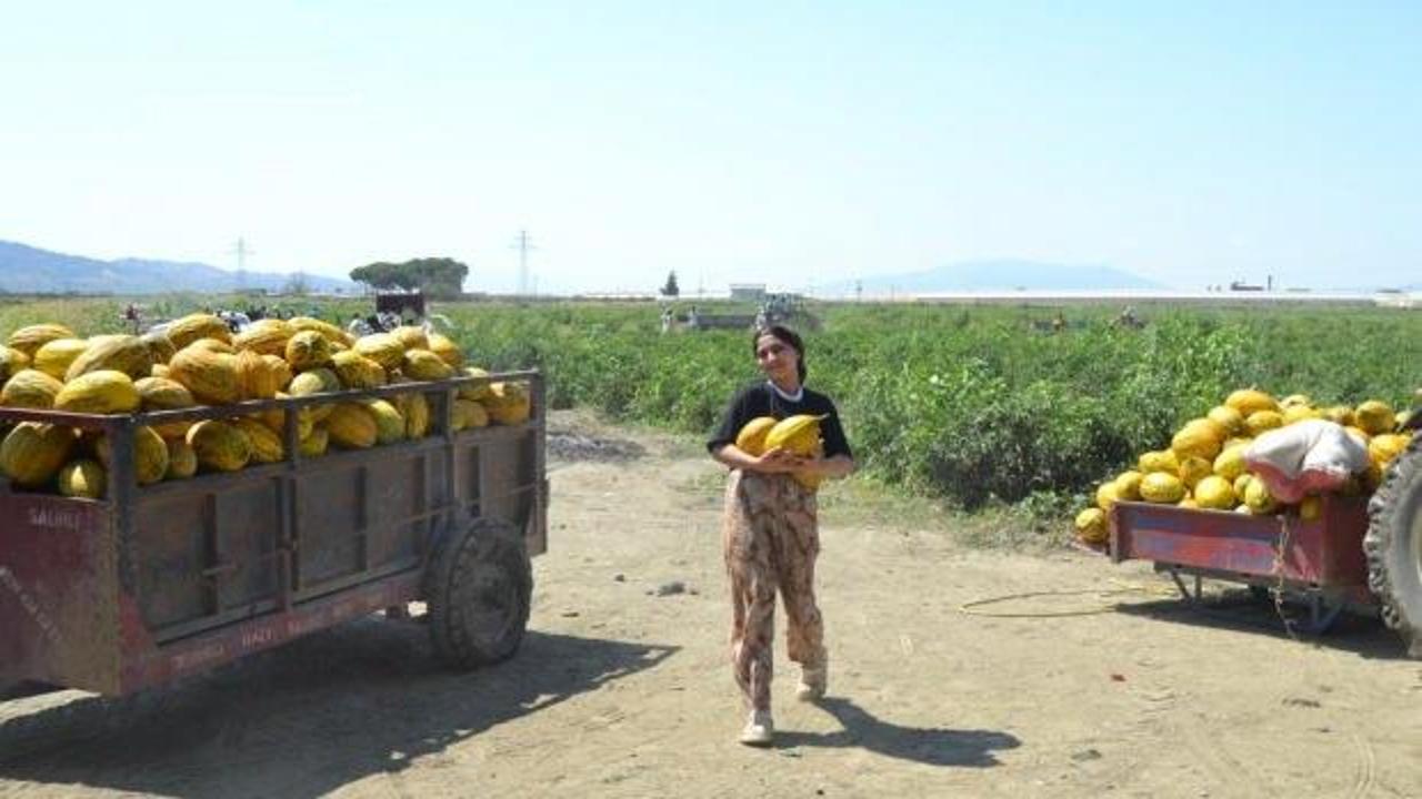 Üretici 600 ton kavun ve karpuzu ücretsiz dağıttı!