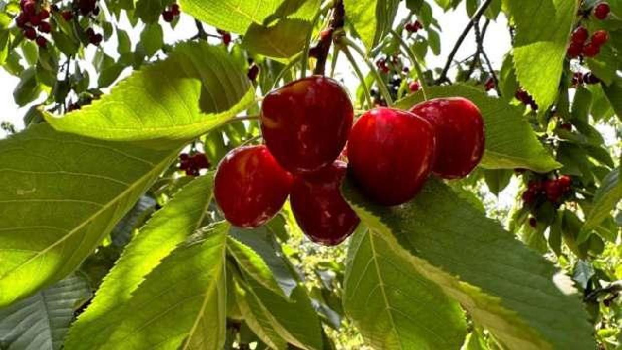 Üreticiler ile tüccarlar fiyatta anlaşamazsa kiraz dalında kalacak