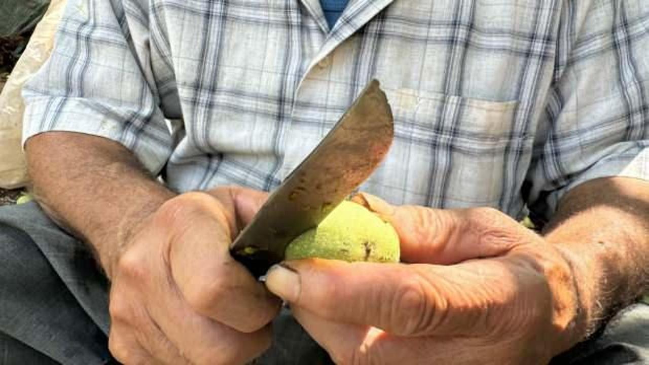 Üreticilerin ceviz hasadı mesaisi başladı