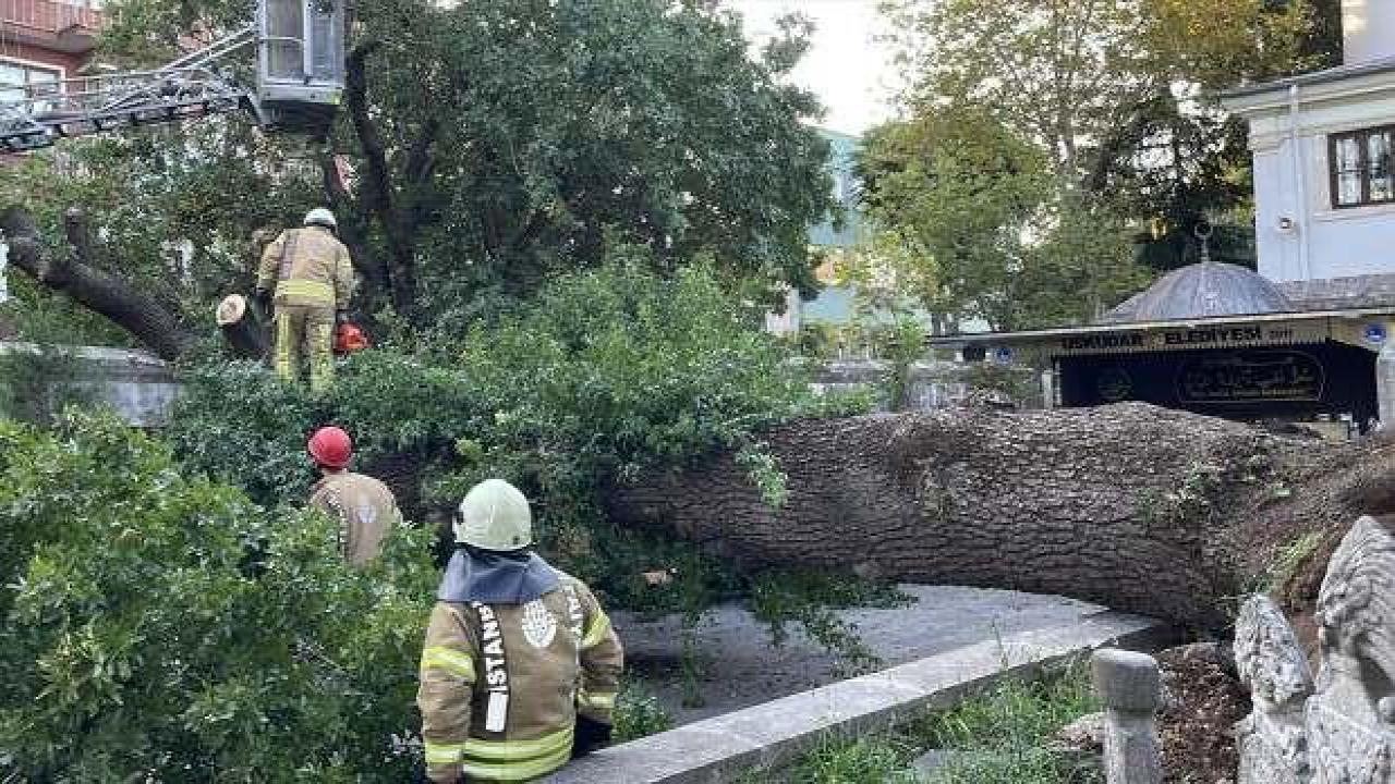 Üsküdar'da ağaç devrildi; otomobil hasar gördü
