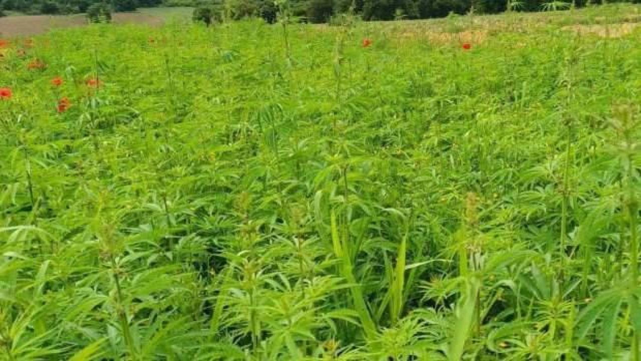 Uyuşturucu operasyonunda 1 milyon kök Hint keneviri ele geçirildi