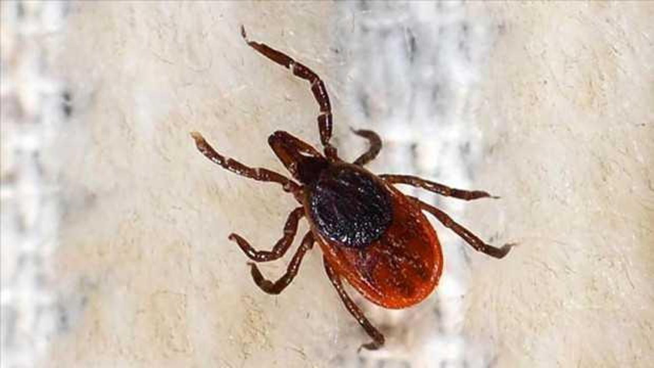 Uzman isimden kenelerle ilgili ezber bozan açıklama