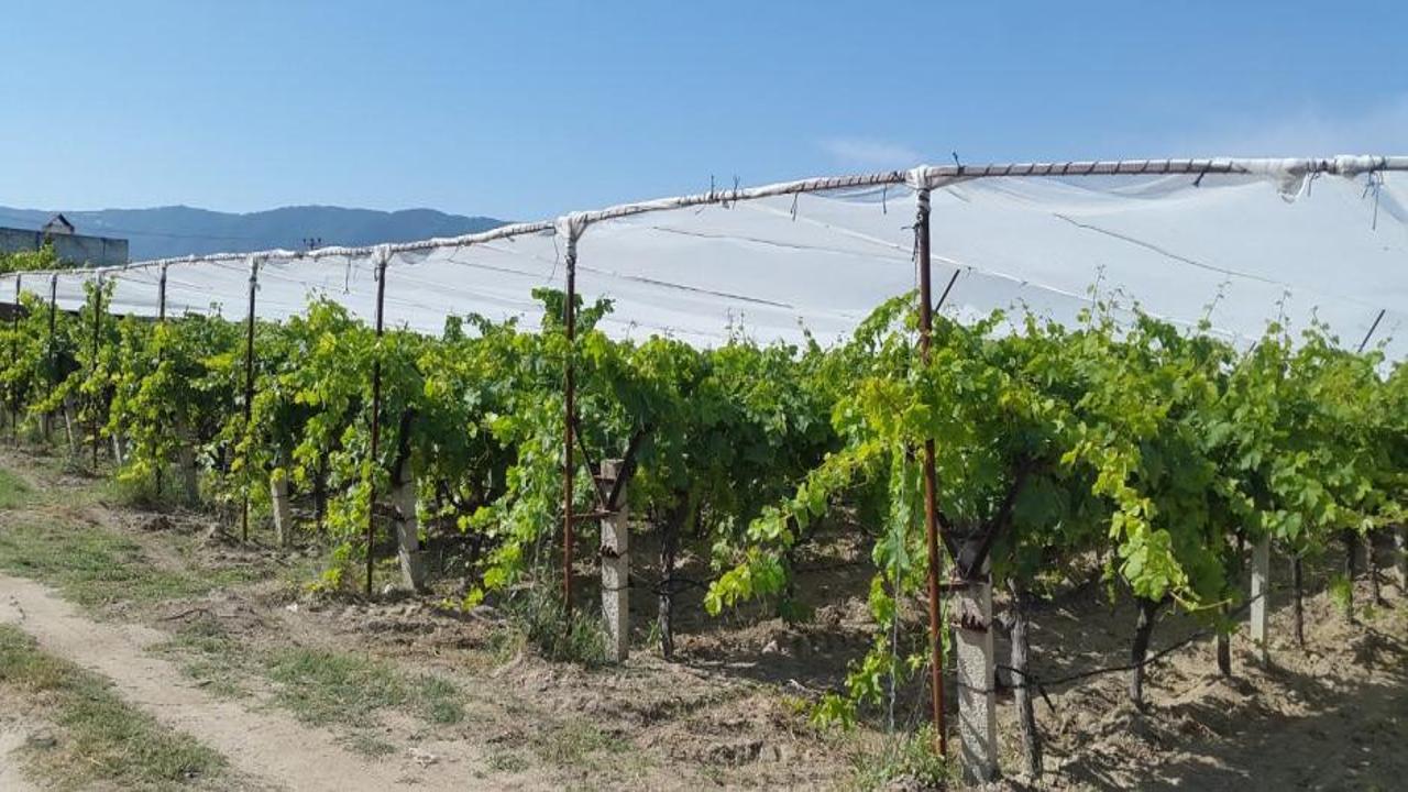 Üzüm bağlarında dolu tül yaygınlaşıyor