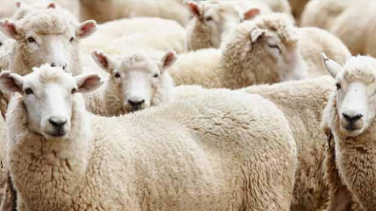 Vekaletle kurban kesim bedeli 2025! İşte yurt içi ve yurt dışı kurban kesim bedeli