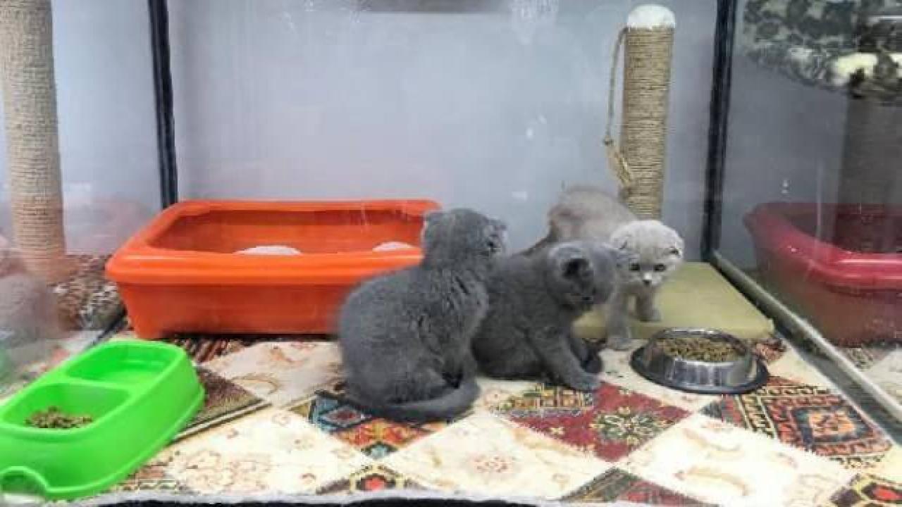 Vitrinde kedi- köpek satışına son