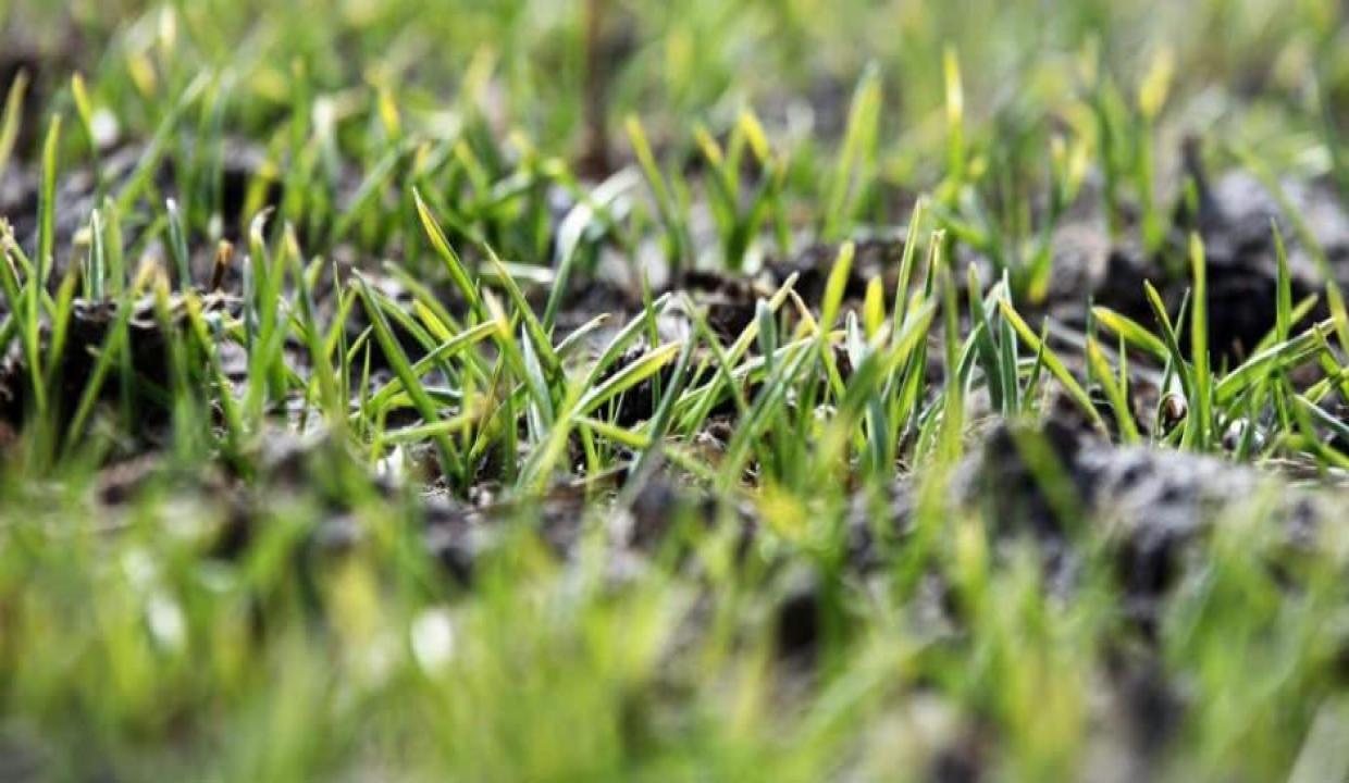 Yağışlar yüz güldürüyor, rekolte artışı bekleniyor