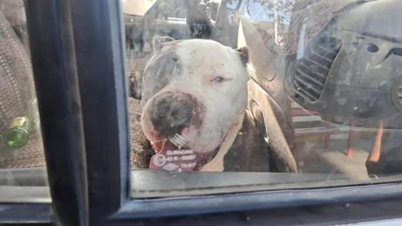Yakıt almak için durdu aracına pitbull girdi!