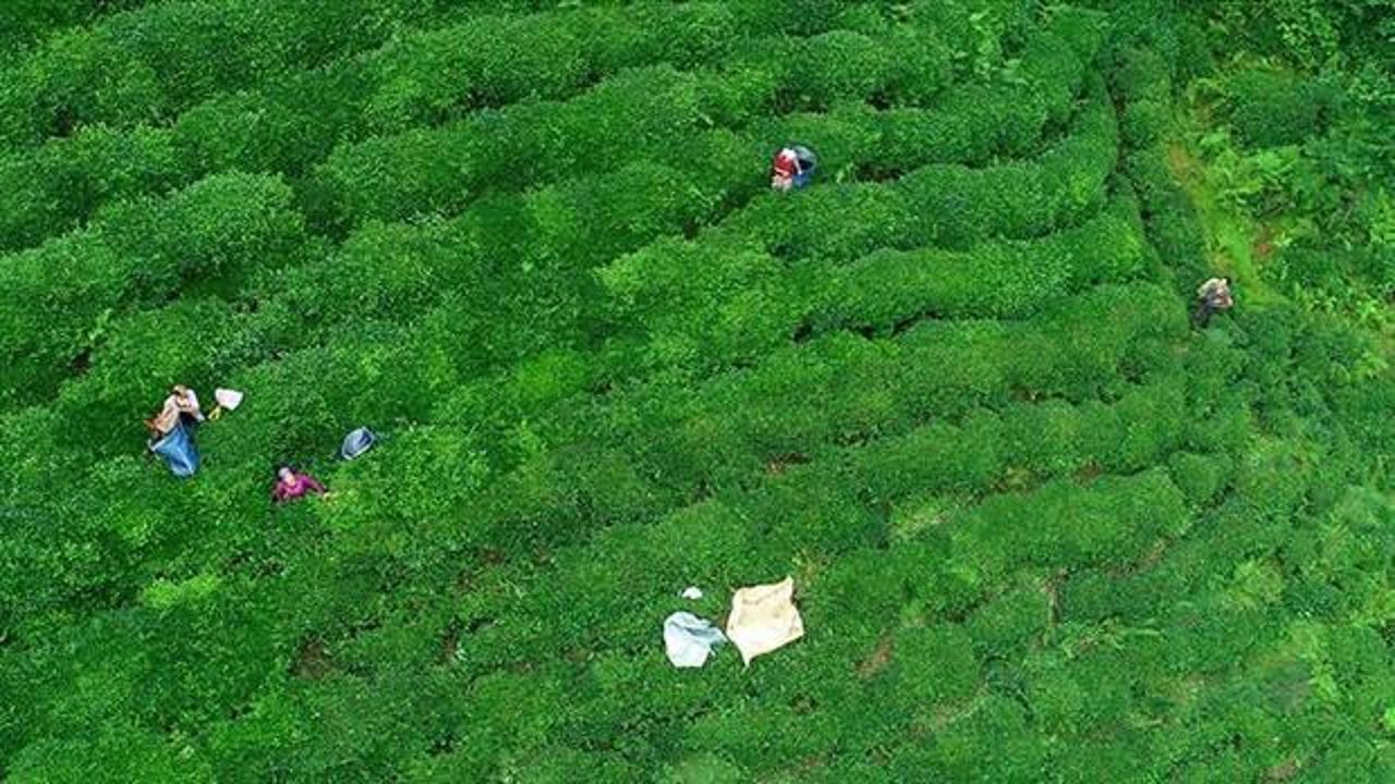 Yaş çay üreticilerine fark ödemesi desteği