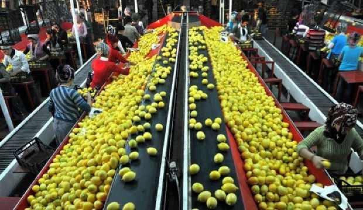 Yaş meyve sebze ihracatı 750 milyon doları aştı