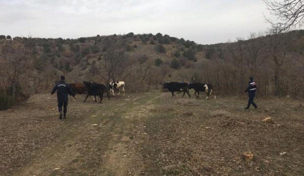 Yaşlı kadının kaybolan 7 büyükbaş hayvanı dronla bulundu