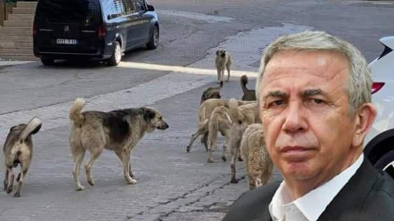 Yavaş’tan başıboş sokak köpekleriyle ilgili çarpıcı sözler: Sadece kısırlaştırmak yetmez