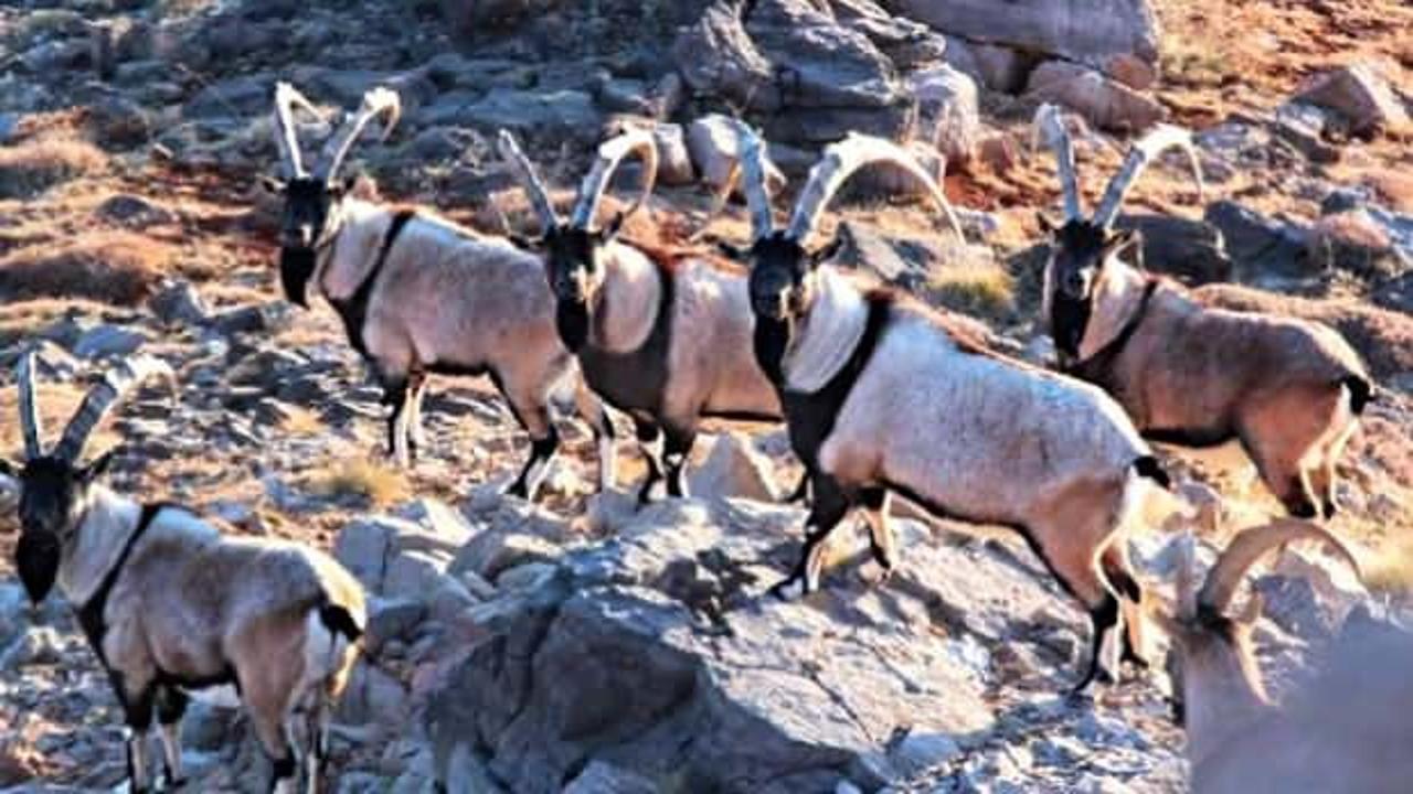 Yeni yıla saatler kala ortaya çıktılar! Malatya'da görüldüler
