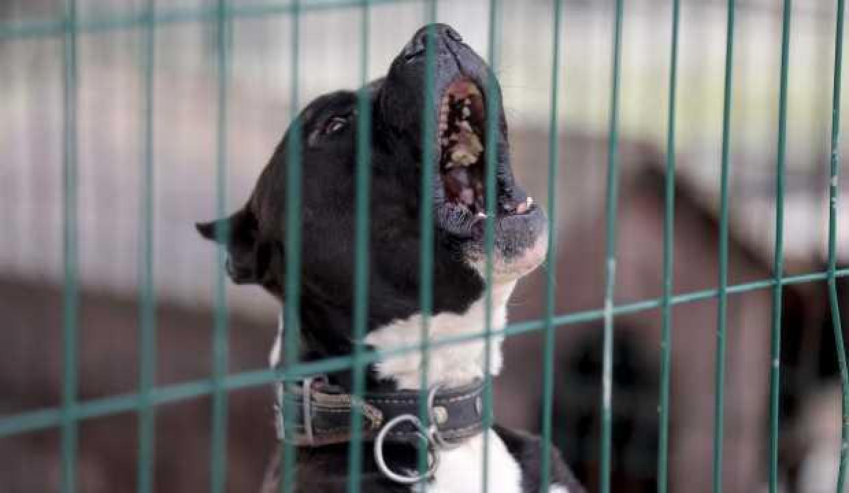 Yeniden Refah Partisi'nden sokak köpeklerine karşı önlem çağrısı