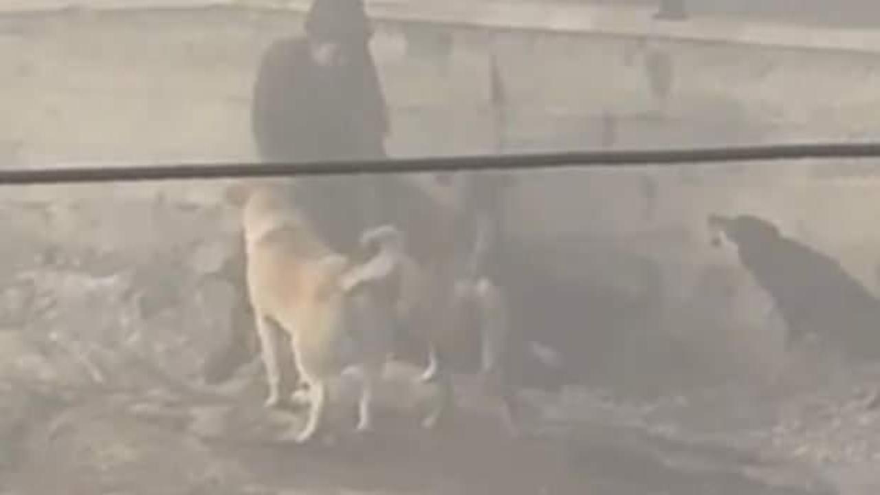 Yer: Ankara! Başıboş köpekler, hamile kadına saldırdı