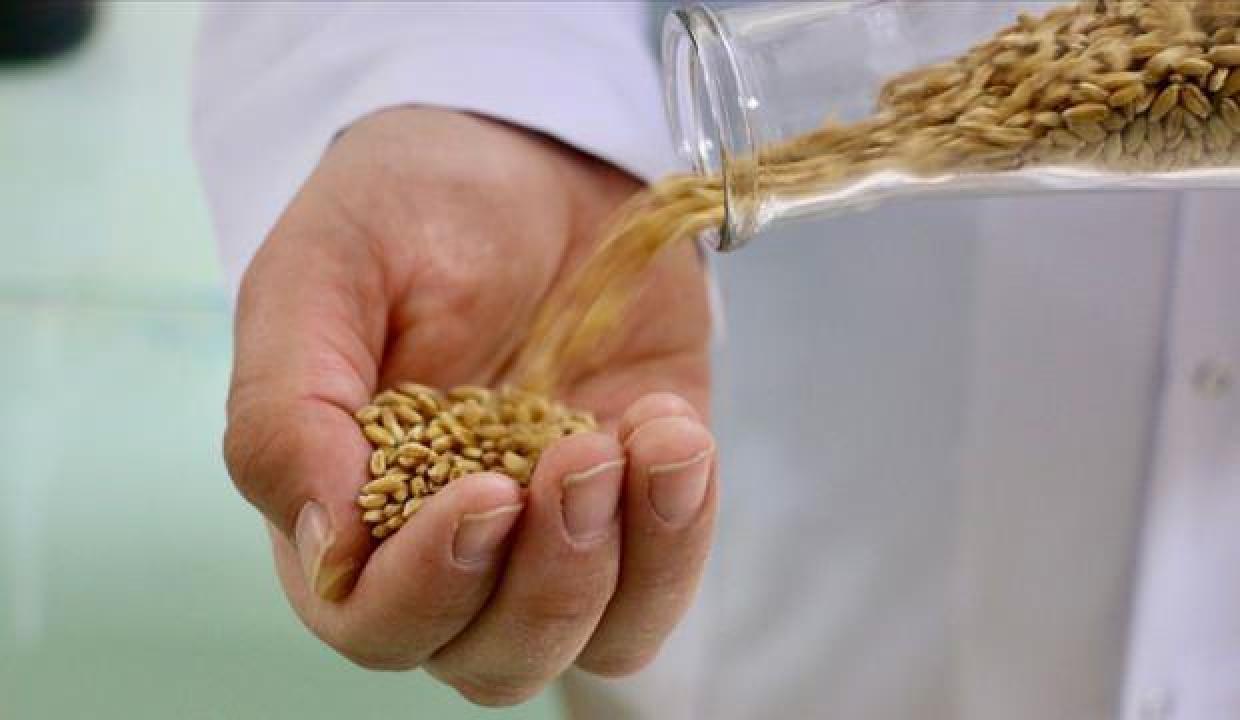 Yerli bisküvilik buğday 'Kanatlı' iki yıl içinde çiftçinin tarlasında olacak