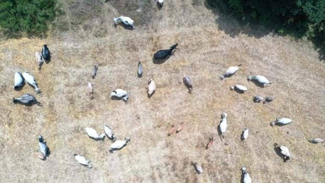 Yerli boz ırk sığırları sanayi kentinin kırsal mahallesinde yetiştiriyor