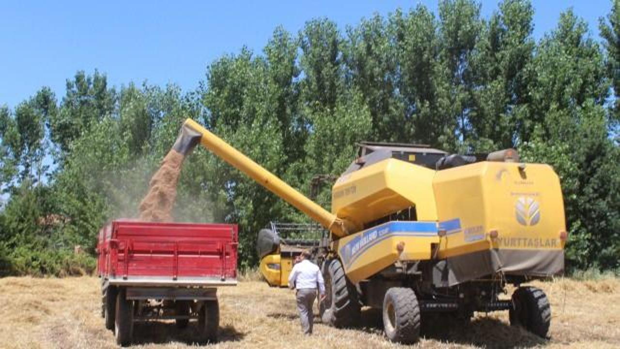 Yerli tohum 'Taner' Pazar'da çiftçilerin umudu oldu