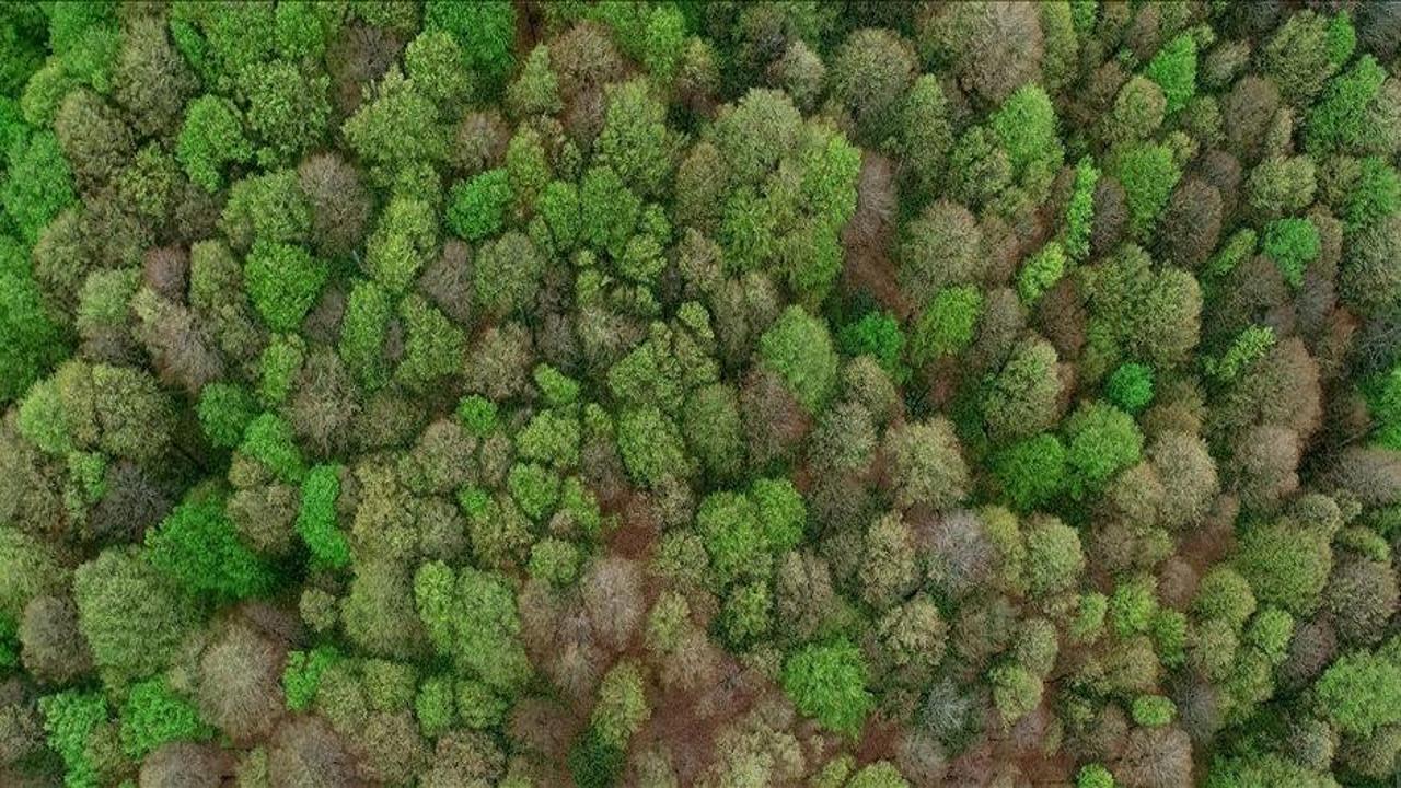 Yıl sonuna kadar 16 bin hektarı aşkın alanda ağaçlandırma yapılacak