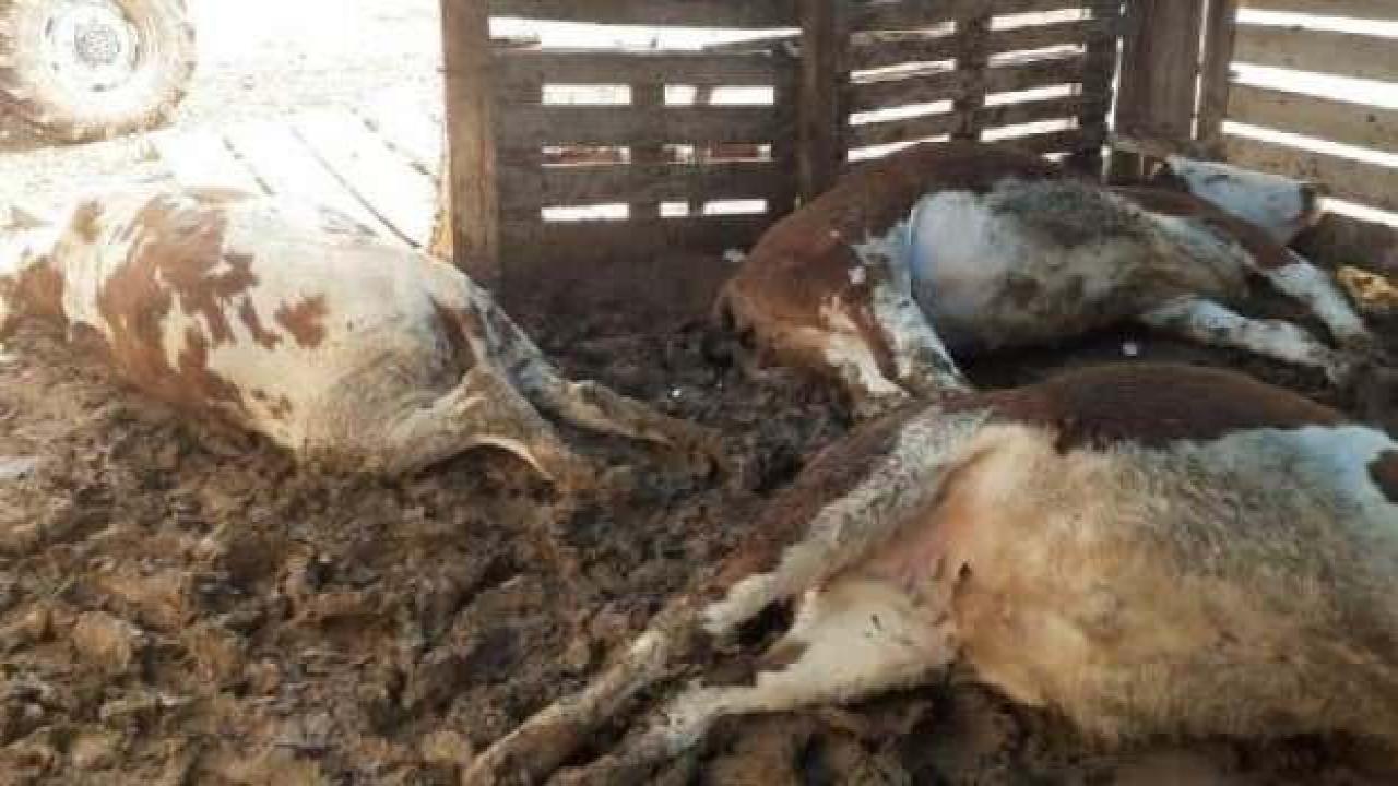 Yıldırım düştü; depremzedenin 5 büyükbaş hayvanı öldü