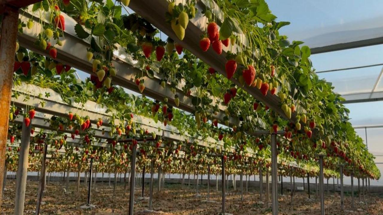 Yılın 12 ayı çilek üretimi sürüyor! Yurt dışından çok talep görüyor...