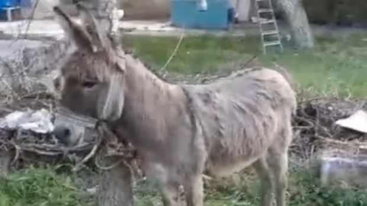 Yolda yürüyen kadını eşek ısırdı