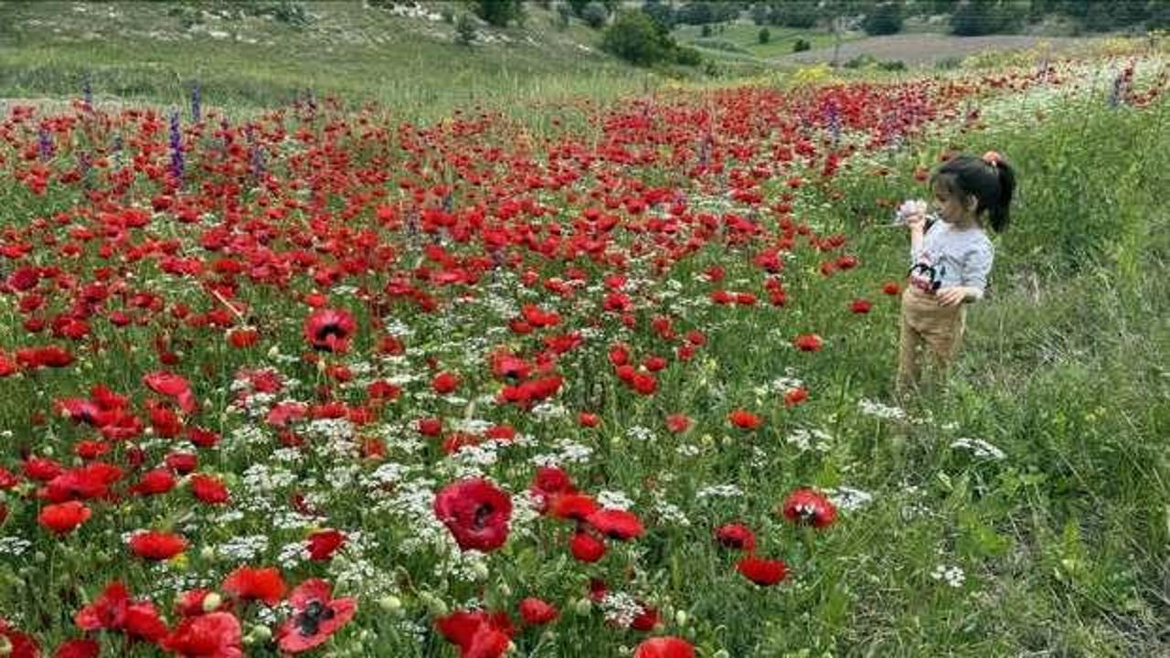 Yozgat ve Tokat'ın doğası açan çiçeklerle renklendi