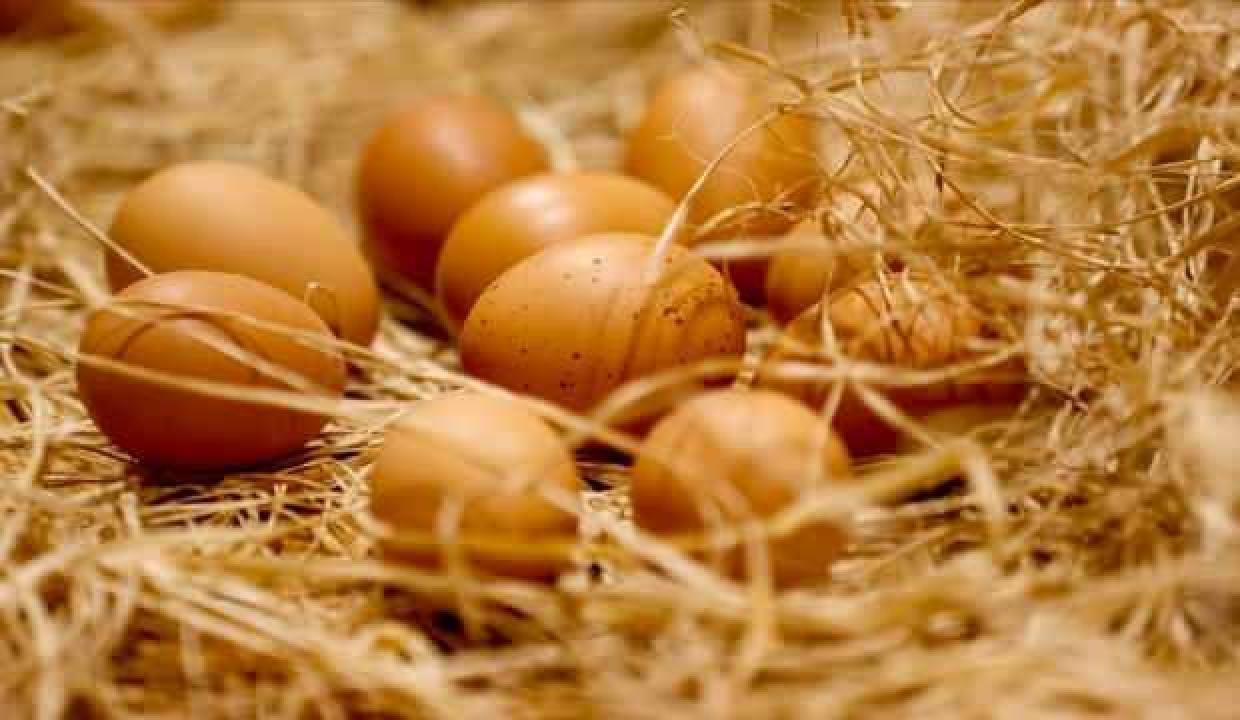 Yumurta ihracatçıları gözünü Afrika, Asya ve AB pazarlarına dikti