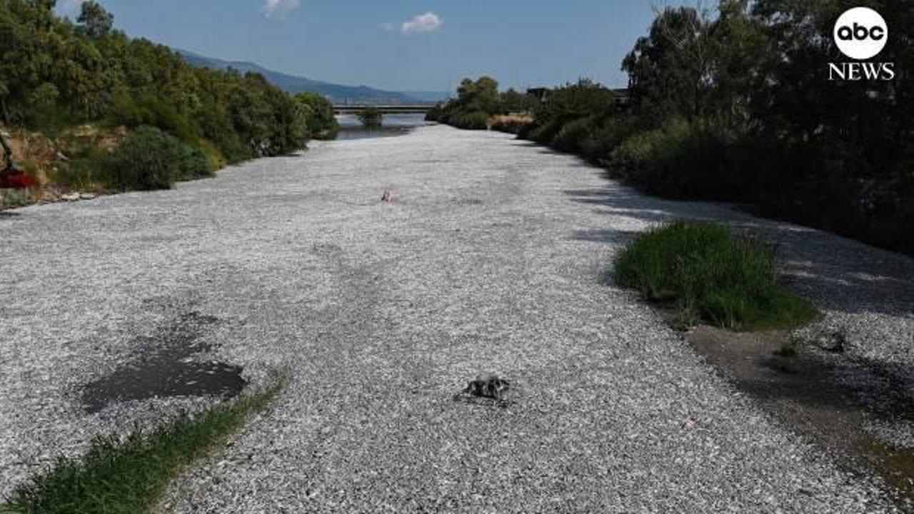 Yunanistan'da ölü balık paniği: OHAL ilan edildi