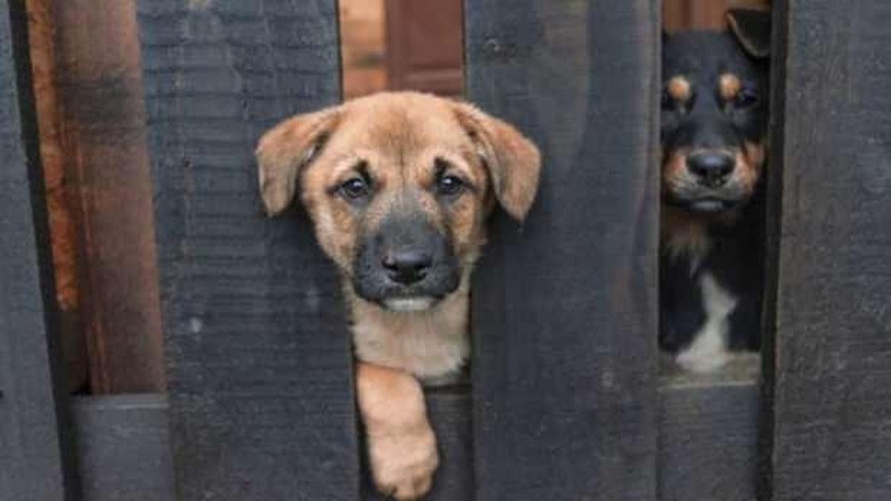 Yuva yıkan köpek! 9 yıllık evlilik tek celsede bitti