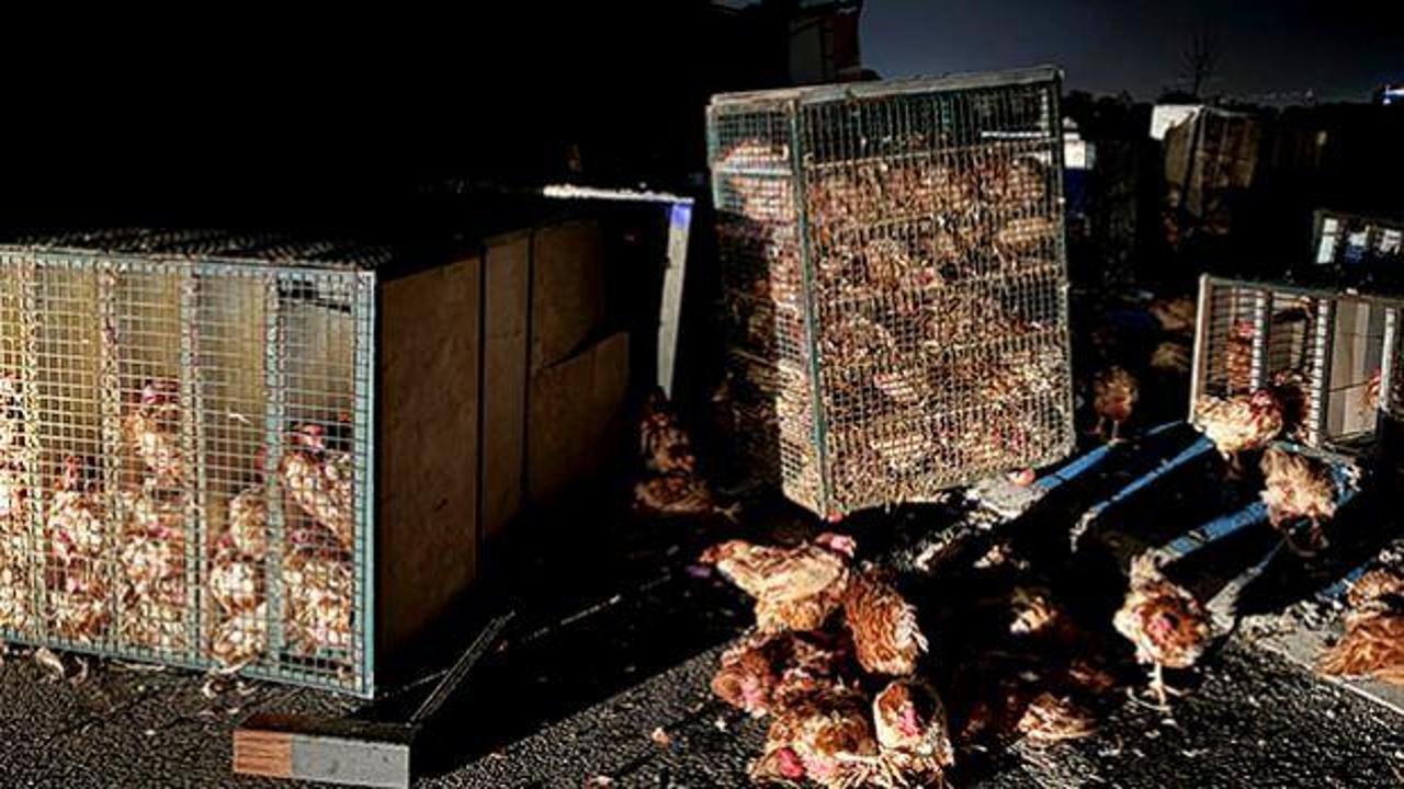 Yüzlerce tavuk telef oldu, binlercesi mahsur kaldı