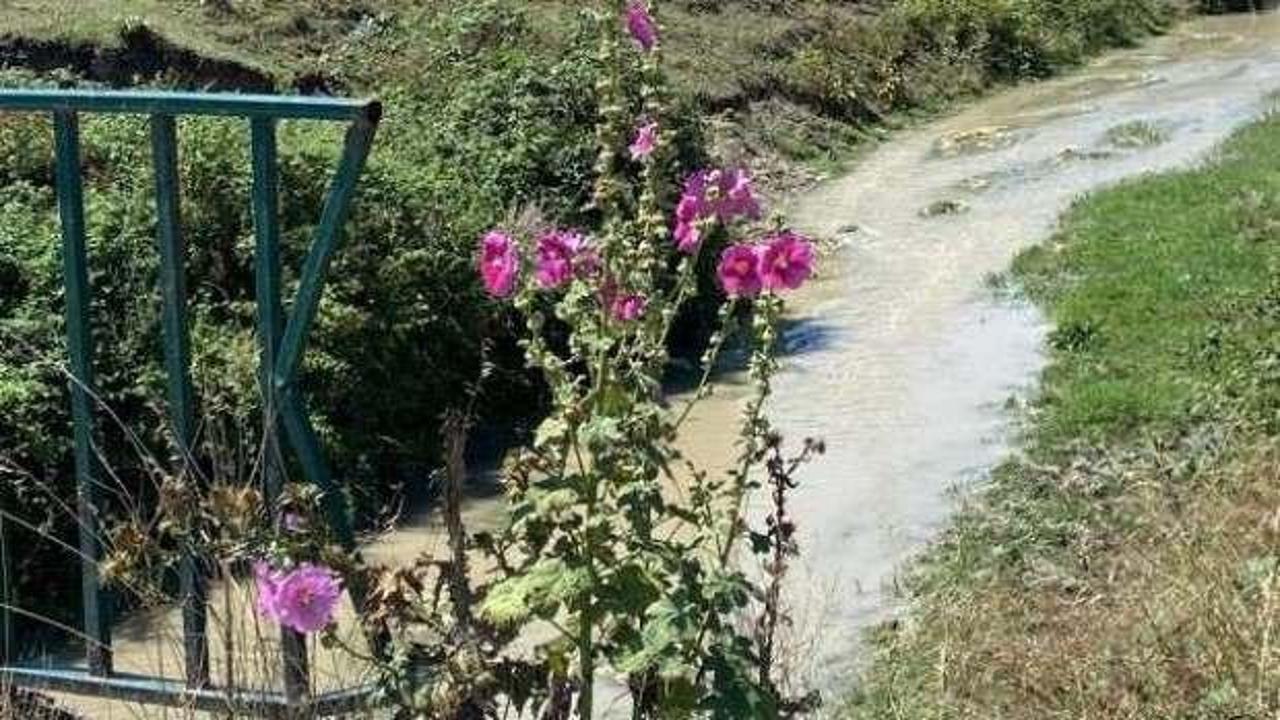 Zehirli atıklarını dereye boşaltan beyaz et üretim firmalarına milyonluk ceza