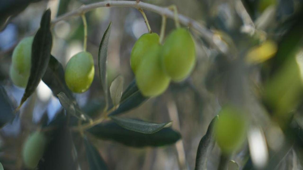 Zeytin ve zeytinyağı rekolte tahminleri açıkladı