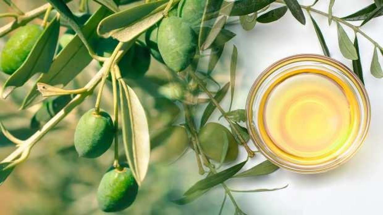 Zeytin yaprağı faydaları nelerdir? Zeytin yaprağı çayı ne işe yarar, nasıl kullanılır?